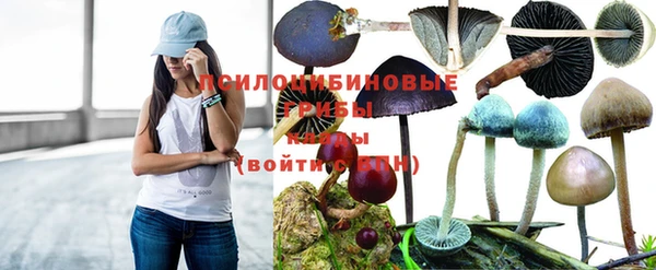 стаф Аркадак